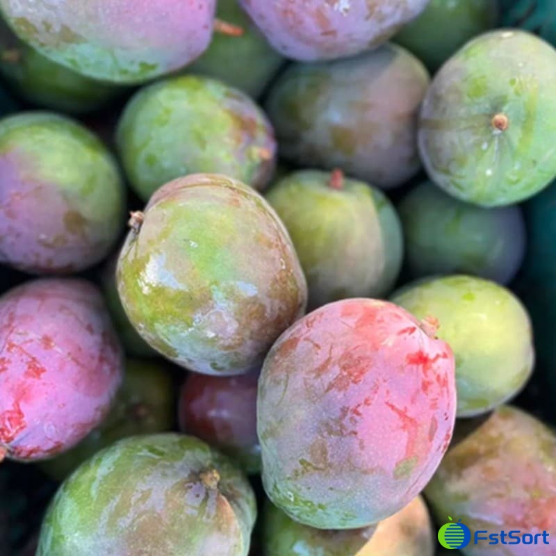 images/1712043506648línea de procesamiento de fruta.jpg